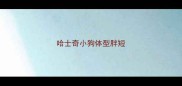 哈士奇小狗体型胖短