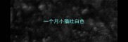 一个月小猫吐白色