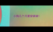 小狗几个月要穿裤裤
