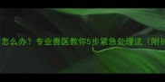 猫咪鼻头裂开怎么办专业兽医教你5步紧急处理法附护理全攻略