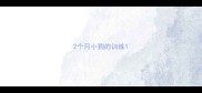 2个月小狗的训练