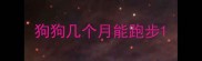 狗狗几个月能跑步