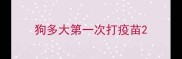 狗多大第一次打疫苗