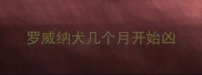 罗威纳犬几个月开始凶