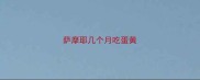 萨摩耶几个月吃蛋黄