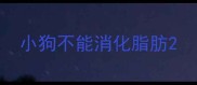 小狗不能消化脂肪