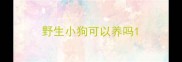 野生小狗可以养吗