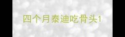 四个月泰迪吃骨头