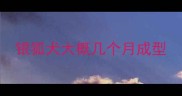 银狐犬大概几个月成型