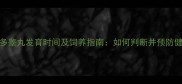 拉布拉多睾丸发育时间及饲养指南如何判断并预防健康风险