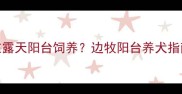 边牧犬能否在露天阳台饲养边牧阳台养犬指南及注意事项