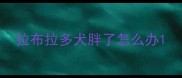 拉布拉多犬胖了怎么办