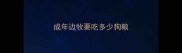 成年边牧要吃多少狗粮