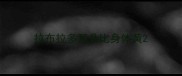拉布拉多耳朵比身体黄