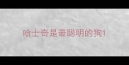 哈士奇是最聪明的狗