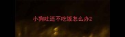 小狗吐还不吃饭怎么办