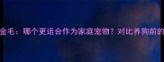 哈士奇vs金毛哪个更适合作为家庭宠物对比养狗前的关键考量