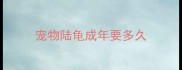 宠物陆龟成年要多久