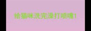 给猫咪洗完澡打喷嚏