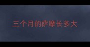 三个月的萨摩长多大