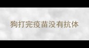 狗打完疫苗没有抗体