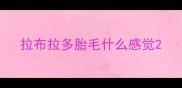 拉布拉多胎毛什么感觉