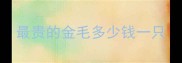 最贵的金毛多少钱一只
