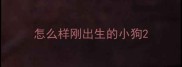 怎么样刚出生的小狗