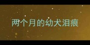 两个月的幼犬泪痕