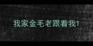 我家金毛老跟着我