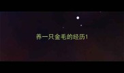 养一只金毛的经历