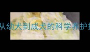拉布拉多骨骼发育全从幼犬到成犬的科学养护指南附30张对比图