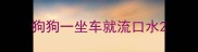 狗狗一坐车就流口水