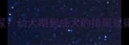 狗狗多大开始憋尿幼犬期到成犬的排尿规律与科学训练指南