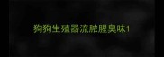 狗狗生殖器流脓腥臭味