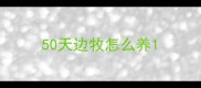 50天边牧怎么养