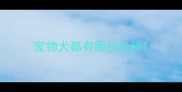 宠物犬都有哪些品种