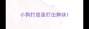 小狗打疫苗打出肿块