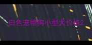 白色宠物狗小型犬价格