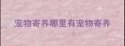 宠物寄养哪里有宠物寄养