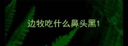 边牧吃什么鼻头黑