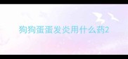 狗狗蛋蛋发炎用什么药