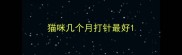 猫咪几个月打针最好