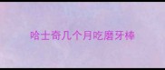 哈士奇几个月吃磨牙棒
