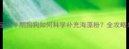 幼犬期至成年期狗狗如何科学补充海藻粉全攻略来了