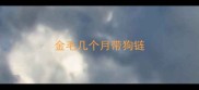 金毛几个月带狗链