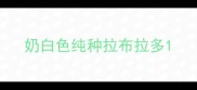 奶白色纯种拉布拉多
