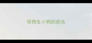 母狗生小狗的前兆