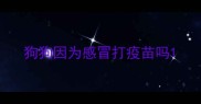 狗狗因为感冒打疫苗吗