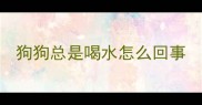狗狗总是喝水怎么回事